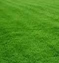 Natural Lawn Grass, Certification : ISO 9001-2015