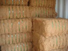 Coir Fibre