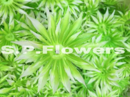 Filler Plants, Color : Yellow, Green, Red, Etc.