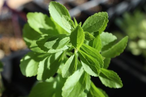 Nature Herbs Dry Stevia Leave