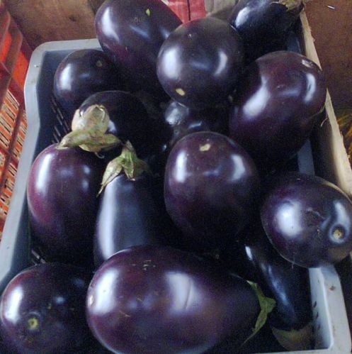 Fresh brinjal, Usage/Application : Cooking