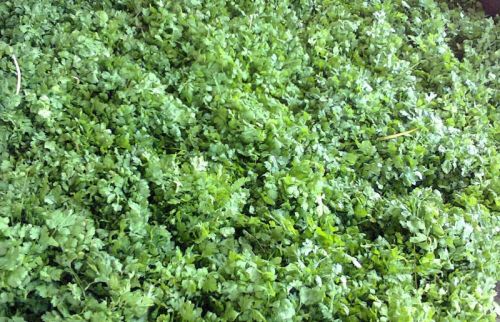 Fresh Coriander Leaves