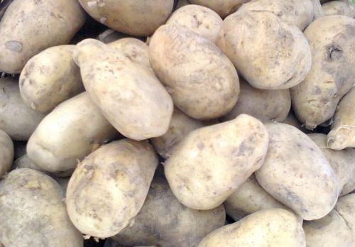 Fresh potato, Country of Origin : India