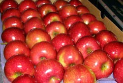 Fresh apple, Usage/Application : Direct Consumption,Cooking, Baking