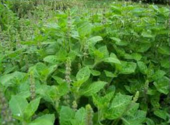 Ocimum Tenuiflorum Plant