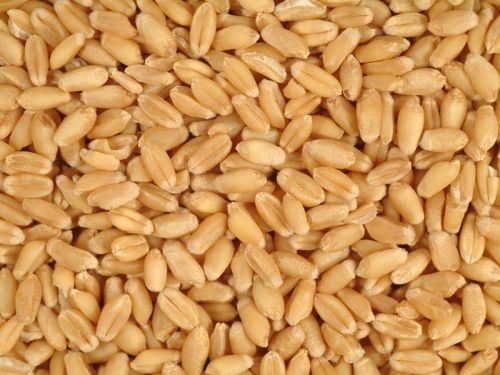 Wheat Seeds