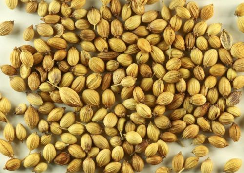 Coriander Seeds (Dhaniya)