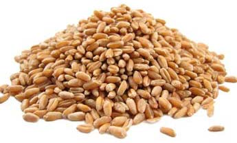 Wheat seeds, Shelf Life : 1 Year