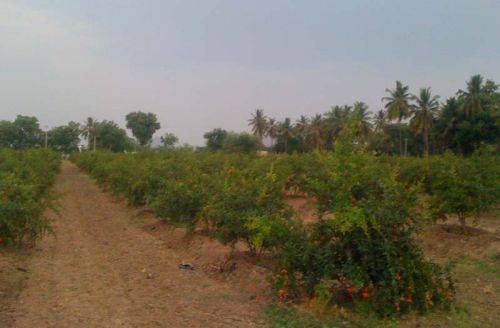 Bhagva Pomegranate