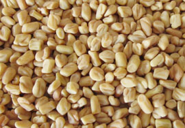 Fenugreek Seed