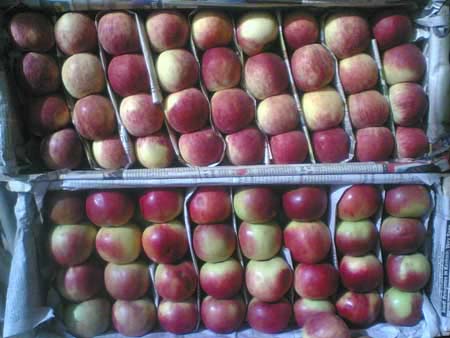 Kashmiri Apples