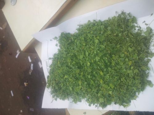 Fenugreek Leaves Kasuri Methi, Packaging Type : Paper Box, Plastic Box