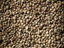 Hemp seeds