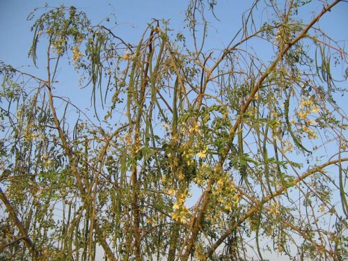 Moringa Oleifera