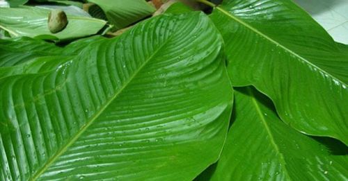 Banana leaf
