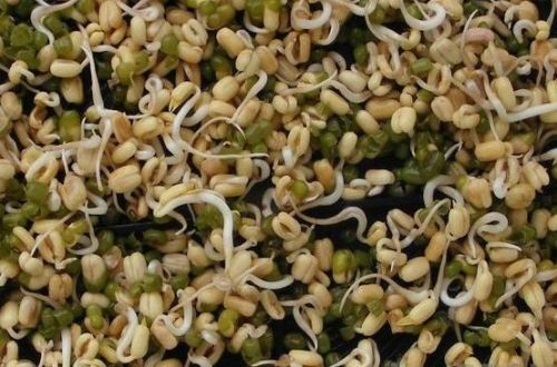 Moong Beans, Vigna Beans, Green Mung Beans