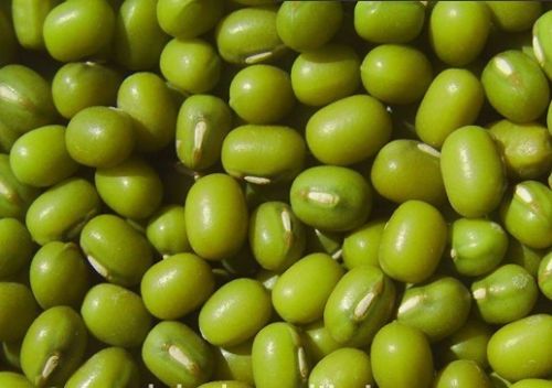 Vigna Radiata, Moong Beans, Green Gram, Brand Name : PEKISON