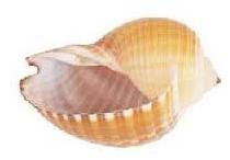 Sulcus Tonna Seashells