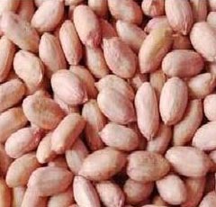 Groundnut Kernels