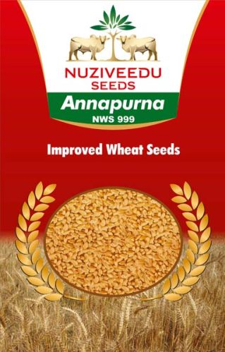 Wheat Feature : High In Protein, Good For Health