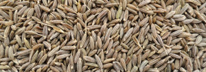 Cumin seeds Form :Solid