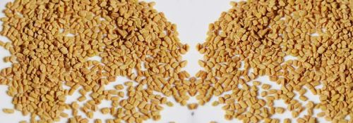 Fenugreek