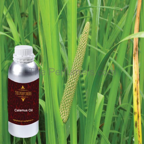 Calamus Oil