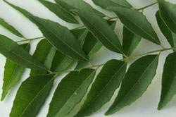 Fresh Curry Leaves