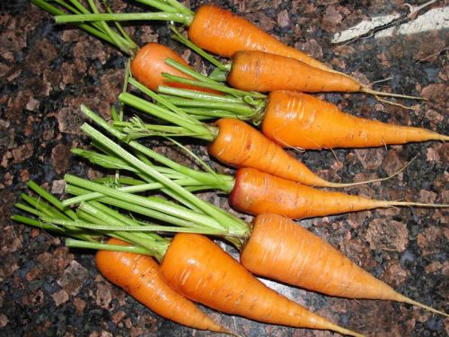 Fresh Carrot