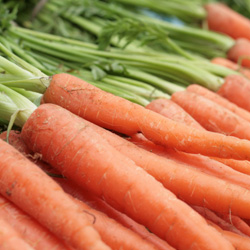 Fresh carrot, Purity : 99%