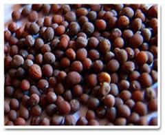 Mustard Seeds