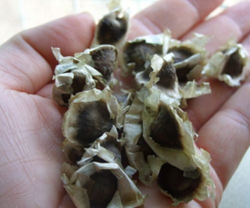 Moringa oleifera seeds, Pack Size : 10-100 Kg