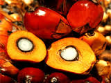 Hydrogenated Palm Kernel Oil