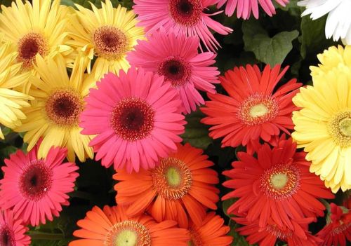 Fresh Gerbera Flowers