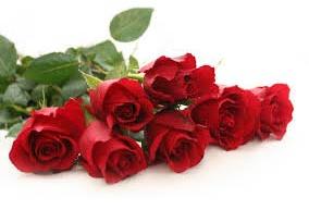 Fresh Red Roses