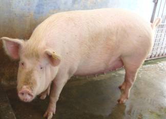 Piggery Far Large White Yorkshire Sow