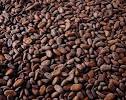 Cocoa beans, Material : Cocoa Beans