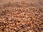 Organic Cocoa Beans