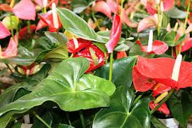 Anthuriums