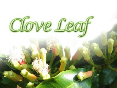 Clove Leaf Oil