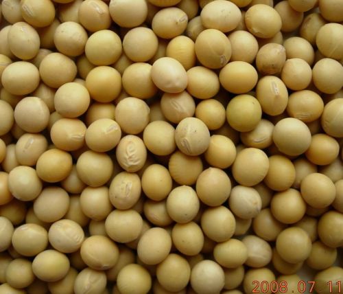 Soybean Seeds