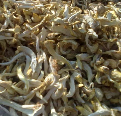 Organic Dried Oyster Mushrooms Gunny Bag for Cooking, Restaurant