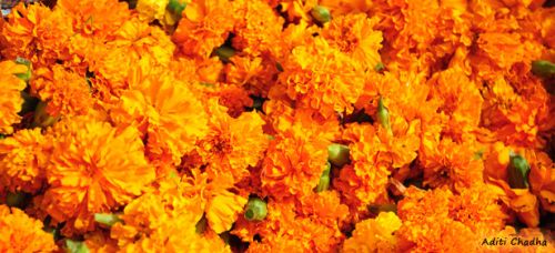 Marigold Loose Flower