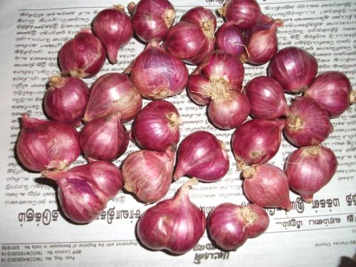 Small Red Onion