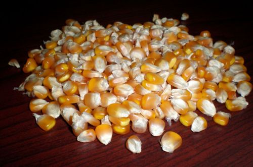 Indian Yellow Maize