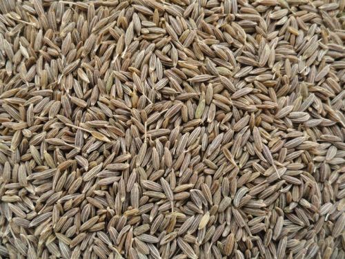 Cumin seeds, Shelf Life :1 Year