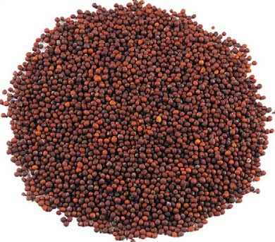 Mustard Seeds