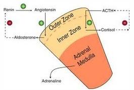 Adrenal Cortical Steroids