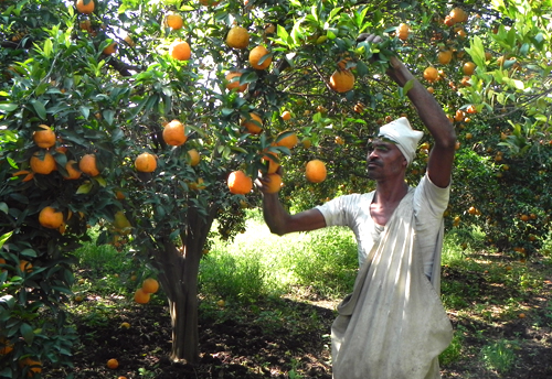 Fresh Nagpur Orange