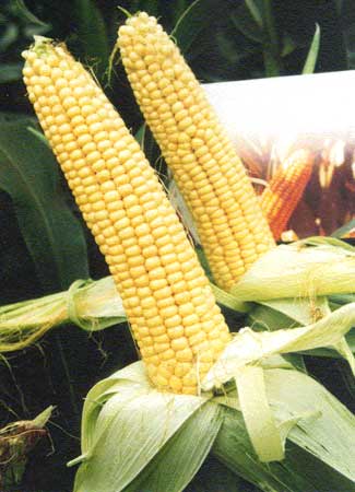 Maize, Cultivation Type : Natural